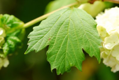 Viburnum opulus 'Roseum' - kalina obecná - list